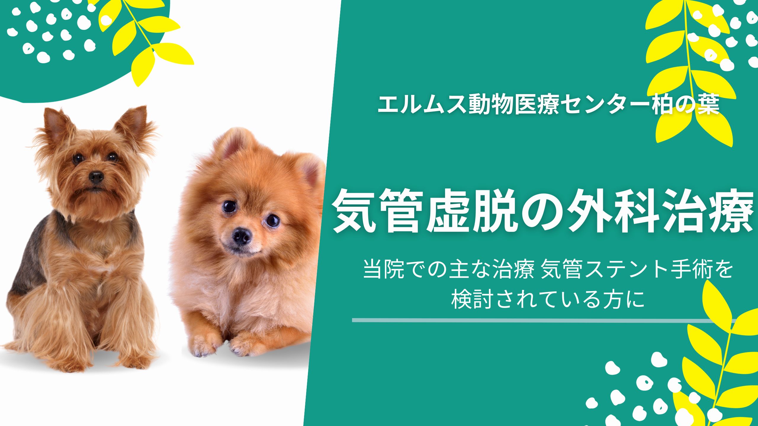 気管虚脱の治療 即時の検査・治療も可能です 適切な診断が重要ですレントゲン検査、CT検査、透視検査で見逃しのない診断を